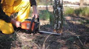 Reliable Hermann, MO  Tree Services Solutions